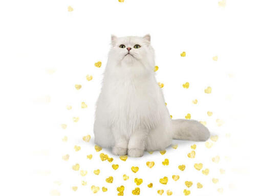 Fancy feast new sales world